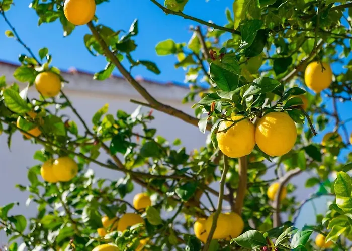 Villa Riu Altaret Denia